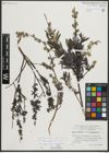 Foto von Salix repens subsp. incubacea (L.) A. Neumann